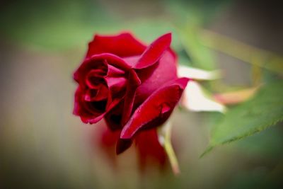 Close-up of red rose