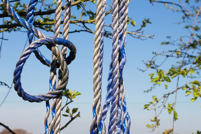 Low angle view of rope tied on tree against blue sky