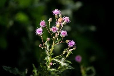 Close-up of pink flowering plant