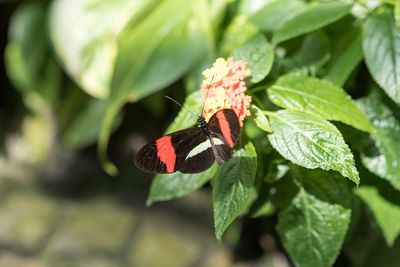 Close-up of insect on plant