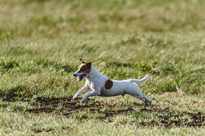 Dog Running