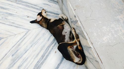 High angle view of dog sleeping on floor