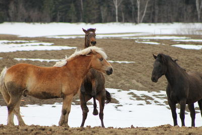 Horses standing on field during winter