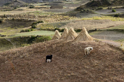 High angle view of sheep on landscape