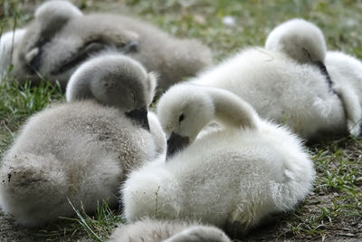 Four swan chicks lying on a meadow and preen themselves