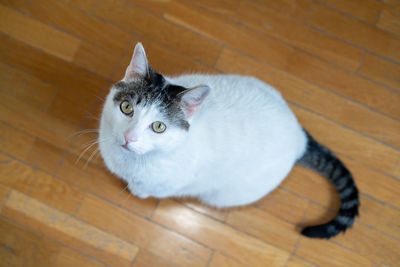 High angle portrait of a cat