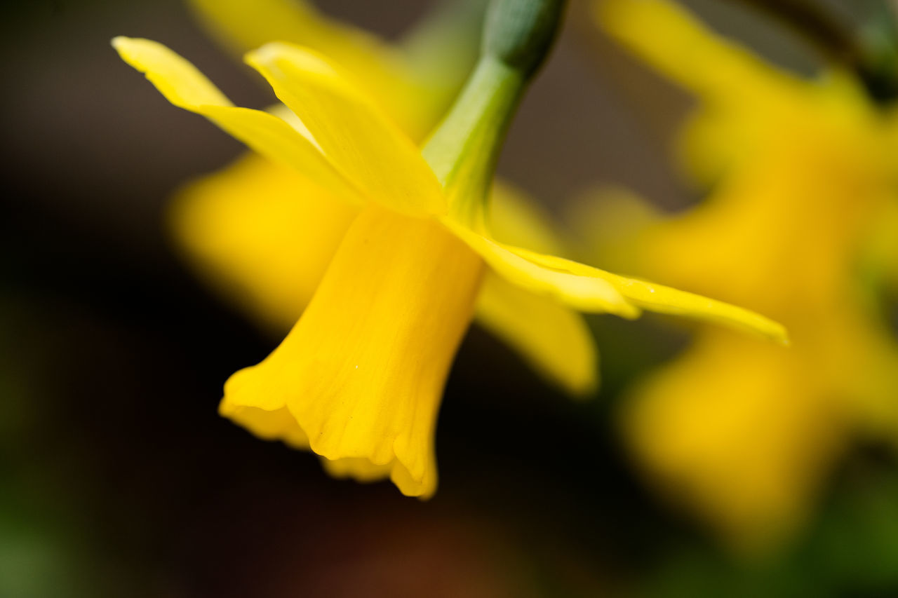 CLOSE UP OF YELLOW FLOWER