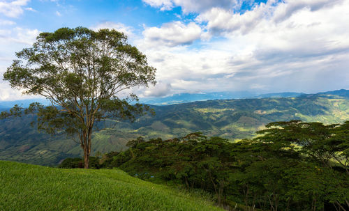 Coffee cultural landscape in belalcazar, caldas, colombia.