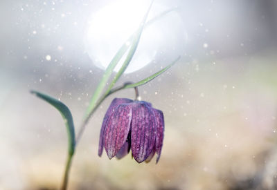 Close-up of wet purple flower