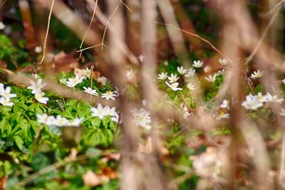 Close up of grass