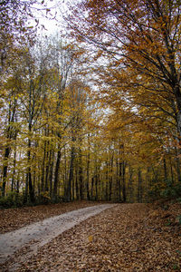 Road amidst trees in forest during autumn