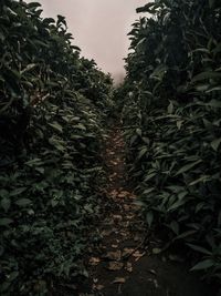 Trees and plants growing on field in forest against sky