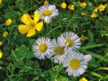 Close-up of fresh yellow flowers blooming outdoors