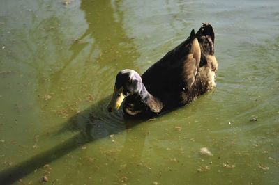 High angle view of dog swimming in lake