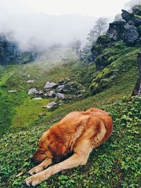 View of a dog relaxing on field