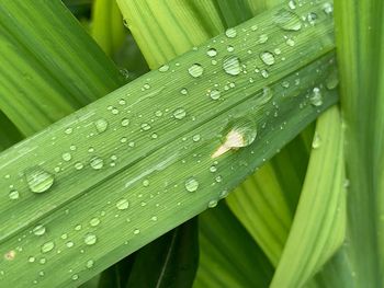 Full frame shot of wet plants during rainy season