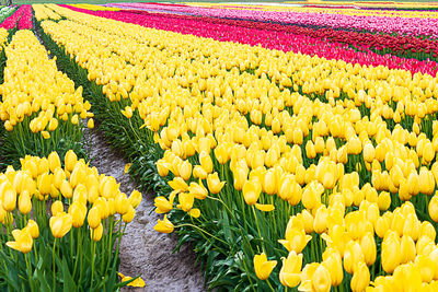 Yellow tulips on field