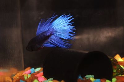 Close-up of multi colored swimming underwater