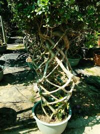 High angle view of potted plants in garden