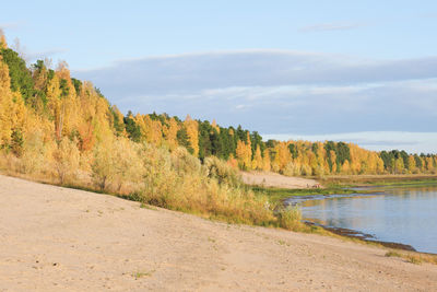 Calm peaceful shore of the river in autumn. sandy beach of fall river, siberian taiga forest