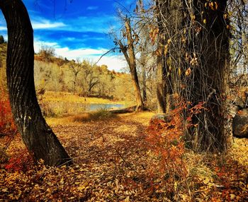 Trees on field against sky