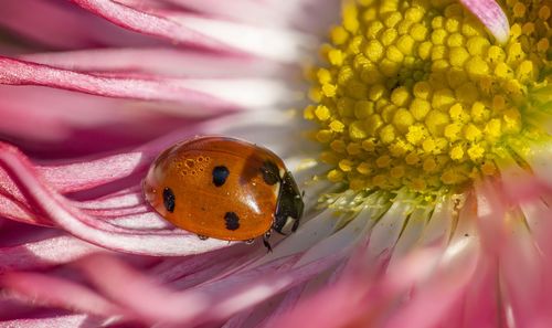 Close-up of honey bee pollinating on pink flower