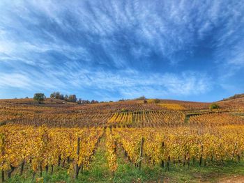 Scenic view of agricultural field against sky