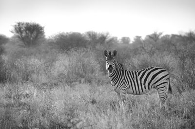 Side view of zebra standing on field