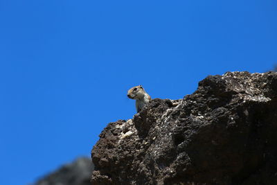 Low angle view of bird perching on rock against clear blue sky