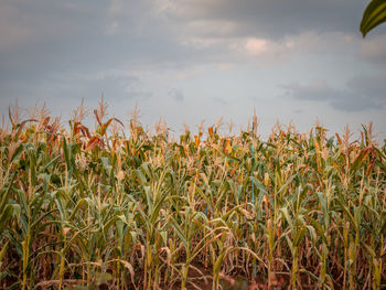 Crops growing on field against sky