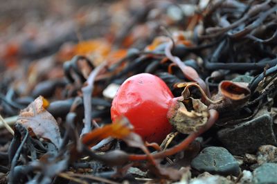 Close-up of red fruit on field