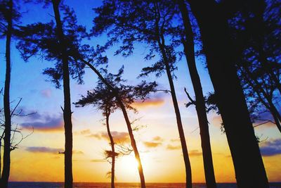 Trees at sunset