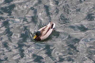 High angle view of duck swimming in lake