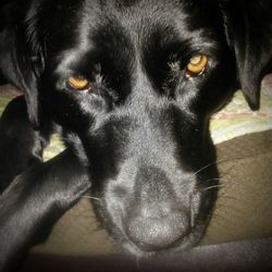 Close-up portrait of black dog