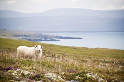 Sheep grazing on grassy field