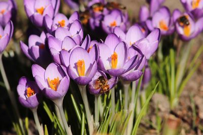 Close-up of purple crocus flowers