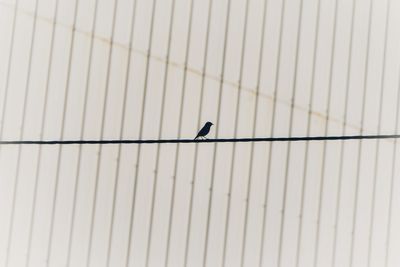 A bird walking carefully  on a tightrope