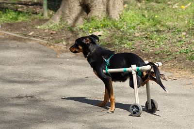 Dog in pet wheelchair