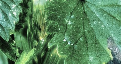 Full frame shot of wet leaves