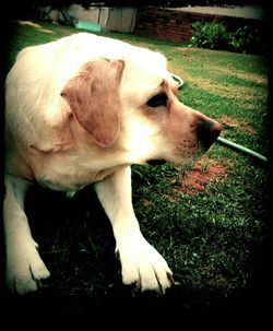 Close-up of a dog