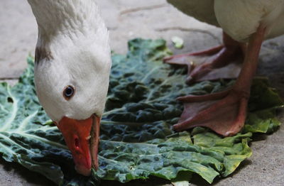 Close-up of bird by water