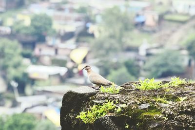 Bird perching on retaining wall against trees