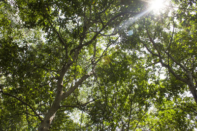 Low angle view of trees on sunny day