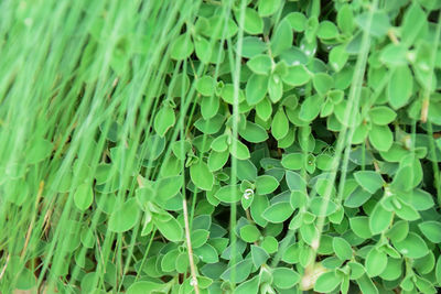 Full frame shot of fresh green plants