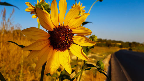 Close-up of sunflower