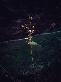 High angle view of plant on field