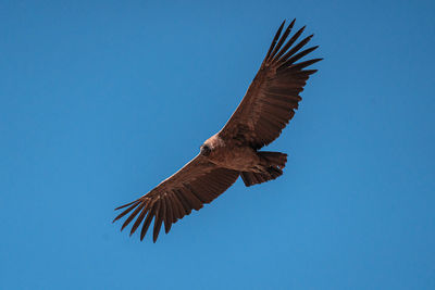 Low angle view of bird flying against clear blue sky