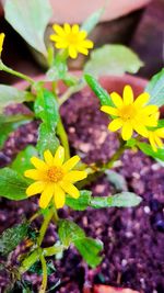 Close-up of yellow flowers blooming outdoors