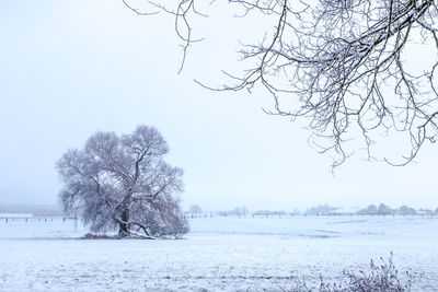 Bare tree on snow covered land against clear sky