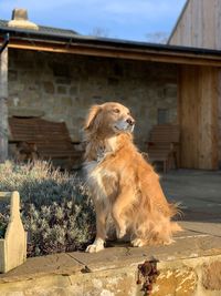 View of a dog looking away